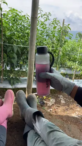 POV petani join the trend wkwkwk #petaniindonesia🇮🇩🇮🇩🇮🇩🌿🌿 #petanimuda #petanimilenial #petanicabai🌶️🌶️🌶️ #fyp #fyppppppppppppppppppppppp #fypシ゚ #foryoupage #4u #xybca #masukberanda #petani 