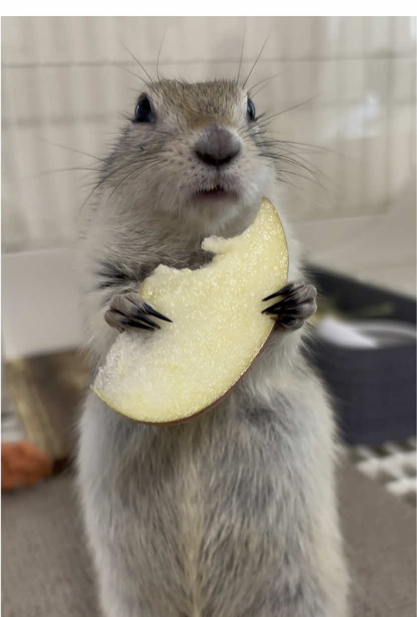 本日はりんご🍎 ケージ噛みすぎて前歯1本折れちゃいました。病院行ったらまた生えてくるそうで安心😮‍💨 #リチャードソンジリス #咀嚼音 #りんご #🐿️ #ペット #癒し #pet #cute 