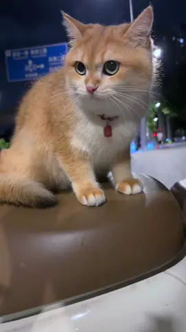 😅 #funny #catsoftiktok #cutecat #kitty #cats #catlover #meow #PetsOfTikTok #kucing #funnyvideos