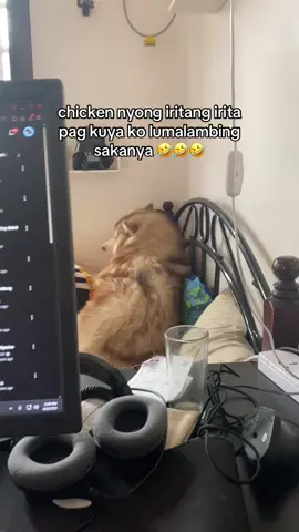 BWHAHAHHAHAHAHA #huskylove #huskypuppy #huskyoftiktok #huskylover #huskysiberian #dogsoftiktok #dogsoftiktokviral #dogstory #doggo #dogtok #doglife #furmom #furbabiesoftiktok #furparents #fyp #fypシ゚ #foryoupage 