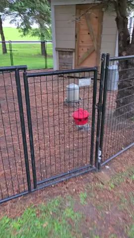 Silkies and babies