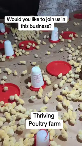 #you #broilerchicken #Happyfarmer #tiktokuganda🇺🇬🇺🇬🇺🇬 #tik_tok #capcut #agriculture #fyp @Joan Nakisige @mitoto mercy @user4601243375492 
