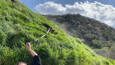 dog eat grass #fyp #foryou #dog #dc #grass #longgrass #viral #trending #stoplookingatmyhashtagsitsakward 