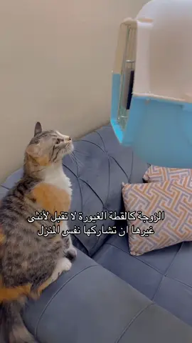 امزح في الصياغة اقلد الثلاثينيين في تويتر ‏#fyp #foryou #foryoupage #turtle #tortoise #سلاحف #سلاحفي#سلاحف_النينجا #سلحفاتي #سلاحف_برمائية #سلاحف_صحراوي #غامبول #gumball #animals #حيوانات