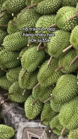 ri6 hái tậm vường #sầuriêng #musangking #sầu_musang_kinh #sầu #sầuriêngri6 #sầuthái #saumusangking @Trung gà Tuyển HG @Thành trung @Lee Duong @Sầu riêng Mùa Vàng @hồi tưởng 🌾🌾🌾🌾 