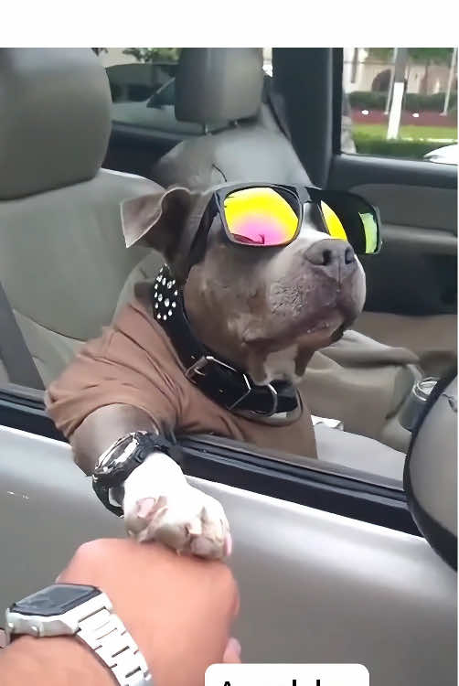 A polite dog #dog #funnyvideos #dogsoftiktok #funnydog #foryou #fpy 