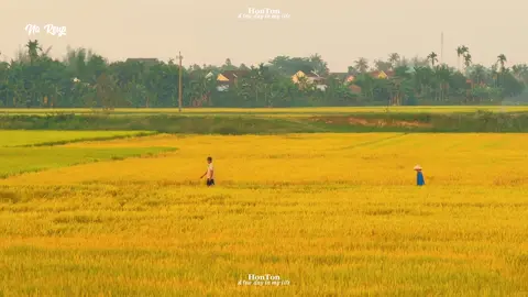 🌅...Có những ký ức không nhớ rõ mặt, không nhớ lời, chỉ nhớ… mùi. Và mùi rơm là một trong những thứ dai dẳng nhất. Không thơm ngát, không sang trọng, nhưng gợi một hoài niệm êm đềm như mây lững thững cuối chiều.🌅