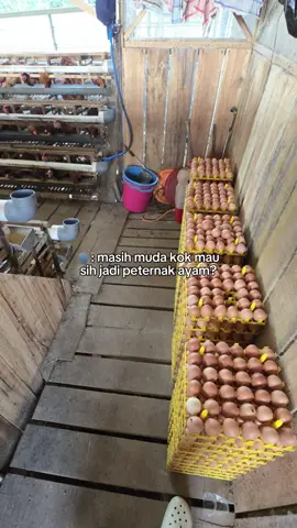 kalau yang lain sibuk adu gengsi, mari kita sibuk atur strategi gimana caranya biar bisa namba ayam lagi #fyp #juragantelur #peternakmuda #peternakayam