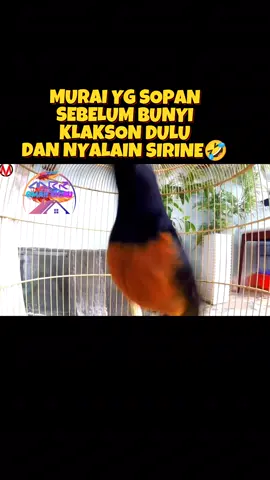 Burung yg sopan mengutamakan sopan santun.biar penonton gak kaget😂 #muraibatu #muraibatumania #muraibatuindonesia #kicaumania #kicaumaniaindonesia #kicaumanianusantara #fyppppppppppppppppppppppp #fyp #viral #tranding 