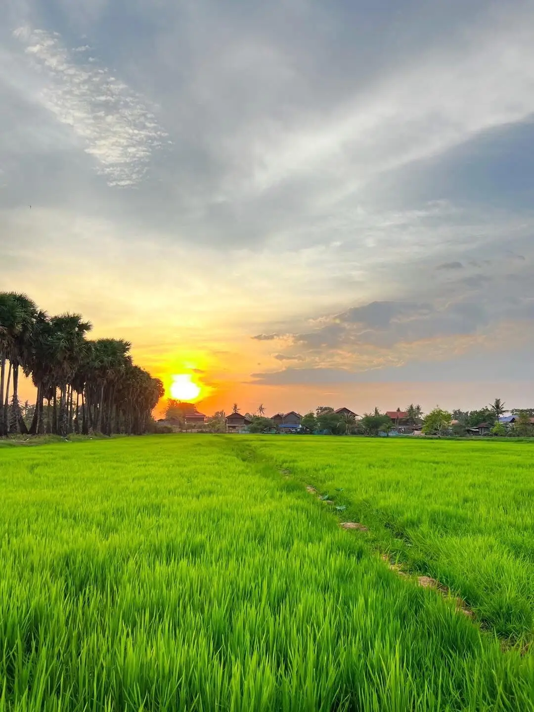 រូបថតpu @Dea #ទេសភាពស្រុកស្រែ 