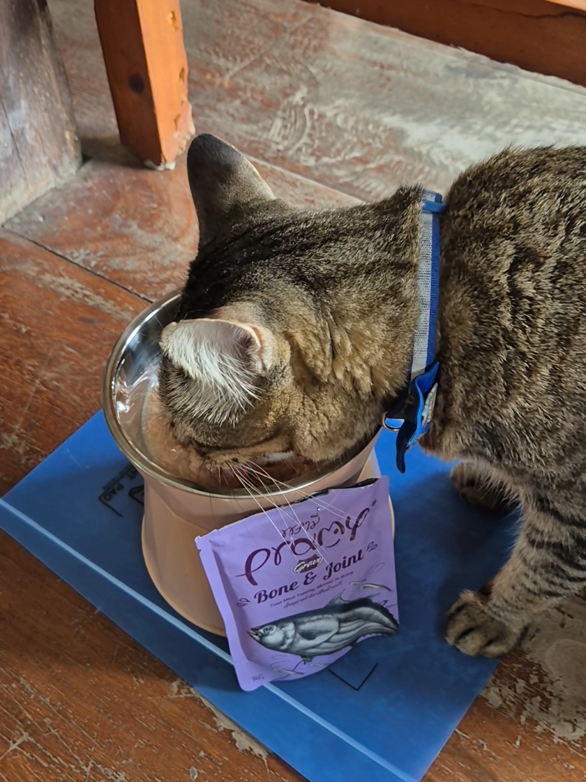 กินจนตัวขยาย 😹🐈✨️ #MyLilMoney #catoftiktok #cat #catlover #tiktokcats #lovelycat #สวนสัตว์tiktok #mypet #พรามี่ #พรามี่อาหารเปียก #อาหารเปียกแมว #อาหารเปียก #pramycat #pramy 