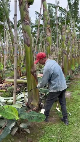 Cutting banana tree 