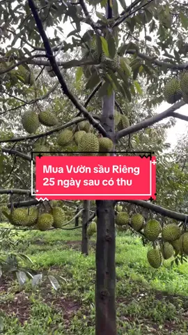 Mua vườn này 25 ngày nữa là có thu vài chục tấn sầu luôn  #reviewbdstaynguyen #bdspleiku #saurienggialai #dangvanhaibds  #bdsgialai 