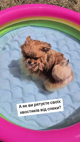 #Семмі #Сем #хочуврек #всебудеукраїна🇺🇦 #життя_як_воно_є 