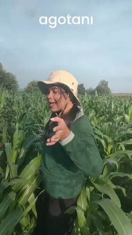 Jadi petani itu sekarang udah digital! Catat perawatan, kelola biaya, sampai jual hasil panen langsung dari HP. Seperti Yuma, petani milenial dari Grobogan, yang #TaniTrendi bareng Agotani! #agotani #agritech #agribisnis #agrikultur #petani #nelayan #peternak #tani #petanimuda #petanimilenial #jagung