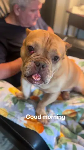 Good morning from Lois #loisthedog#exoticbully#adoptdontshop#cutedog#pitbull#fogtok#pitty#dog#goodmorning 