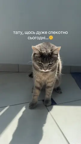 ❄️Охолоджувальний килимок від @Зоомаркет MasterZoo 💚