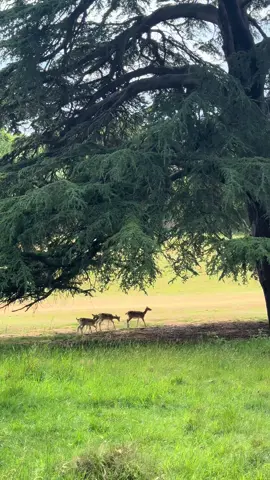 soft summer so far #englishcountryside #nature #Summer #countryside #history #architecture #animals 