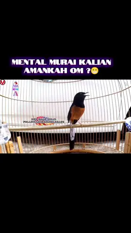 Kalo ikut emosi gacor bongkar materi berarti aman om mentalnya😁 #muraibatu #muraibatumania #muraibatuindonesia #kicaumania #kicaumaniaindonesia #kicaumanianusantara #fyppppppppppppppppppppppp #fyp 