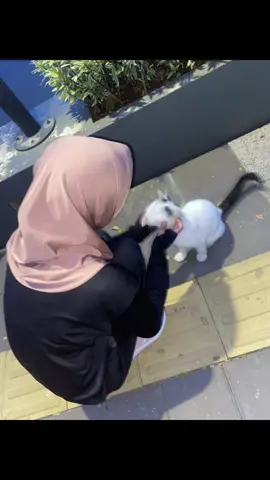 mpus nya mirip banget ochi 🐈 #fyp #kucingimut 
