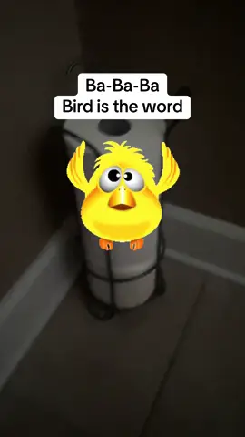 Ba ba ba bird bird bird bird is the word. #bird #bababa #birdistheword #babababird #lipsyncchallenge #oldschooljams #singwithme #birdtok #tweety #birddog #fy