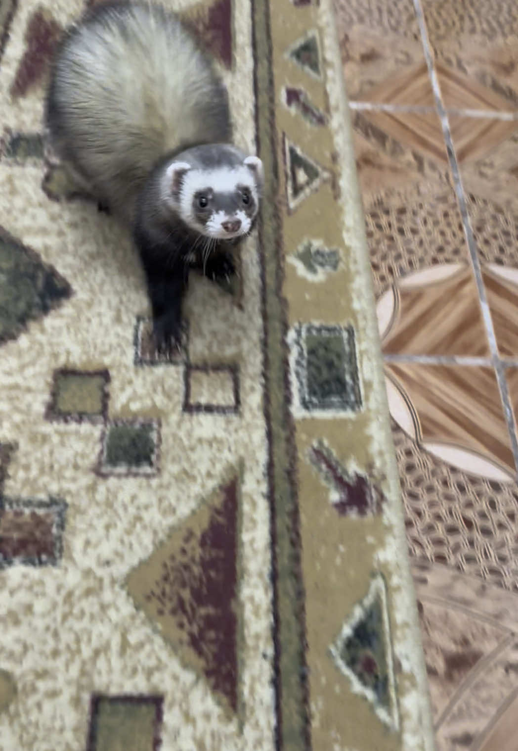 He is so chonky 🥹🥹 #dihor #ferret #romania #ferretsoftiktok #pet #foryou #fyp #tsuki #dooking 