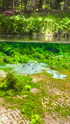 This underwater is like a whole other world😳🤯#relax #calm #underwaterworld #underwater #nature #japan #水中 #水中撮影 #水中映像 #水中の世界 