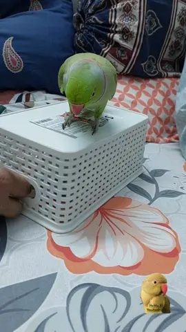 Nattu ki sawari! #parrot #nattu #ringneck #parrotslover #parrotsoftiktok #talkingparrot 
