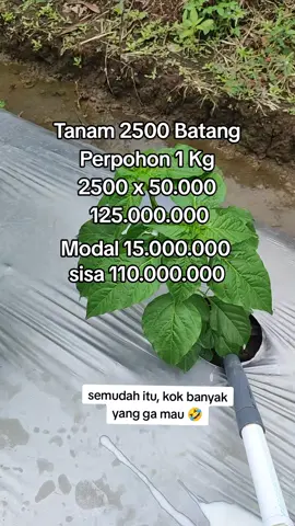 Itu kata tetangga,  perawatan mudah hasil maksimal. #petanimuda #petaniindonesia🇮🇩🇮🇩🇮🇩🌿🌿 #petanimilenial #petanicabai #petanicabe #caberawit #masihbelajar 