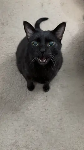 I make my priorities VERY clear in today's catversation... Meowmy (Nikki) is okay, I guess...but what I really love is LUNCH! 😹😹😹 #catversations #catversationswithmanny #talkingcat #meowing #chattycat #priorities #funnycat #blackcat #blackcatsoftiktok 