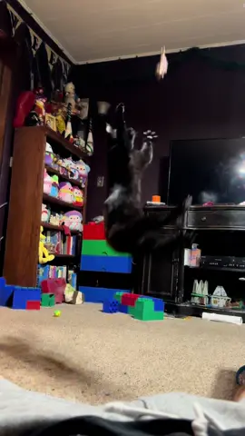 Nice catch #catvideo #ninjacat 