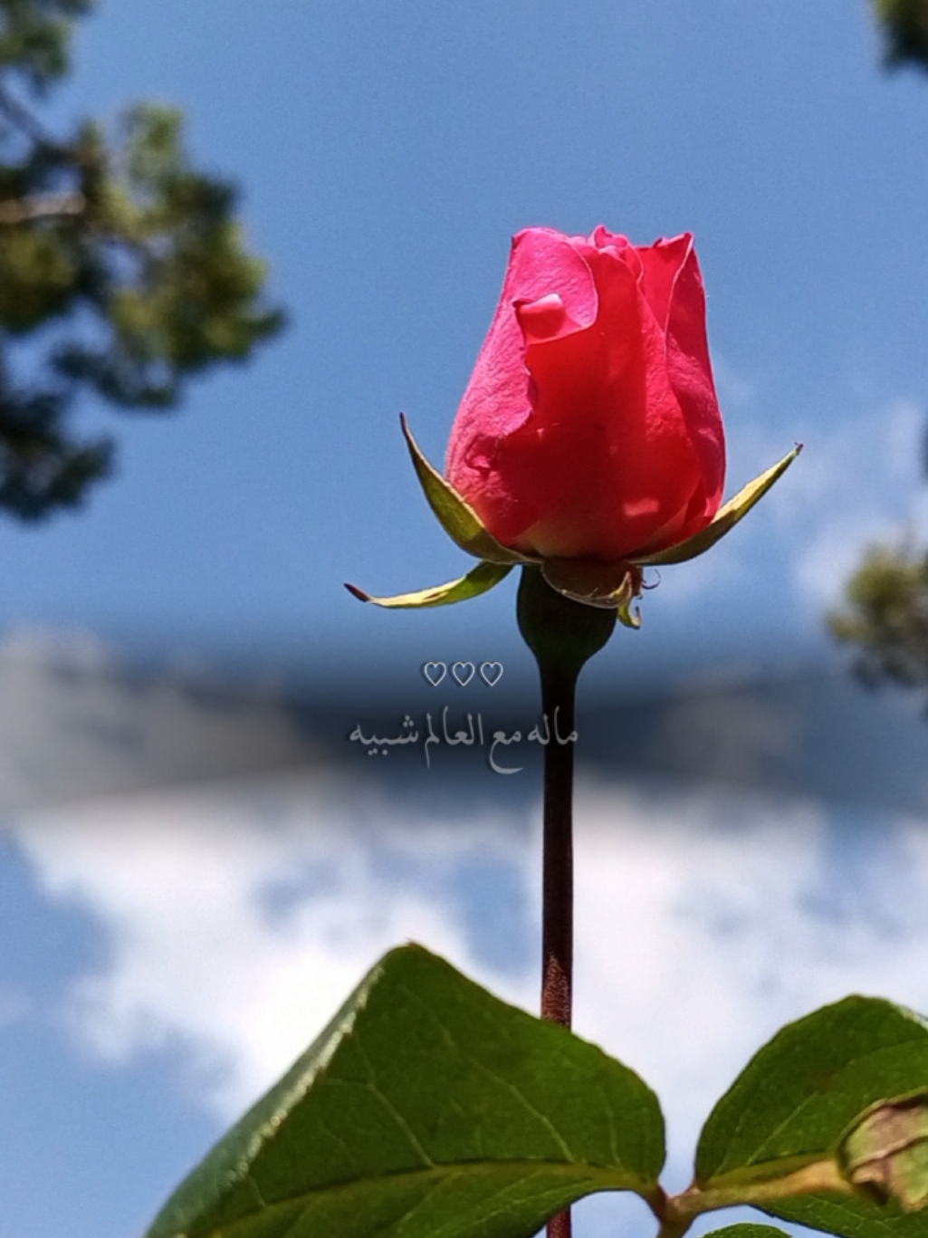 ماله مع العالم شبيه 🌸✨ #منشن #اكسبلور #شيلات_فخمة❤️ #شيلات #نادر_الشراري #سرقتني #تصميم_فيديوهات🎶🎤🎬 #تصويري #lavendr81 #viral #fypシ゚ #fyp #amazing #beautiful #rose #flowers #top #CapCut 