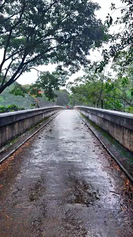 PERA ✨️⛰️ + RAIN ⛈️ #UOP #srilanka #rain #universityofperadeniya 
