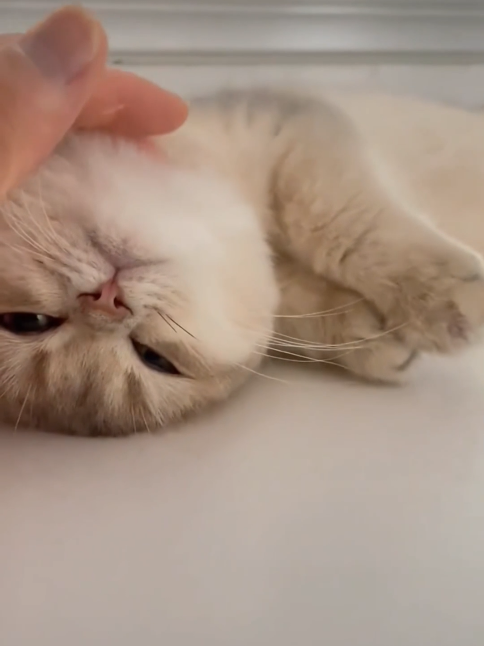 #foryoupage #cuteanimals #kitty #funnycat #cutecat 