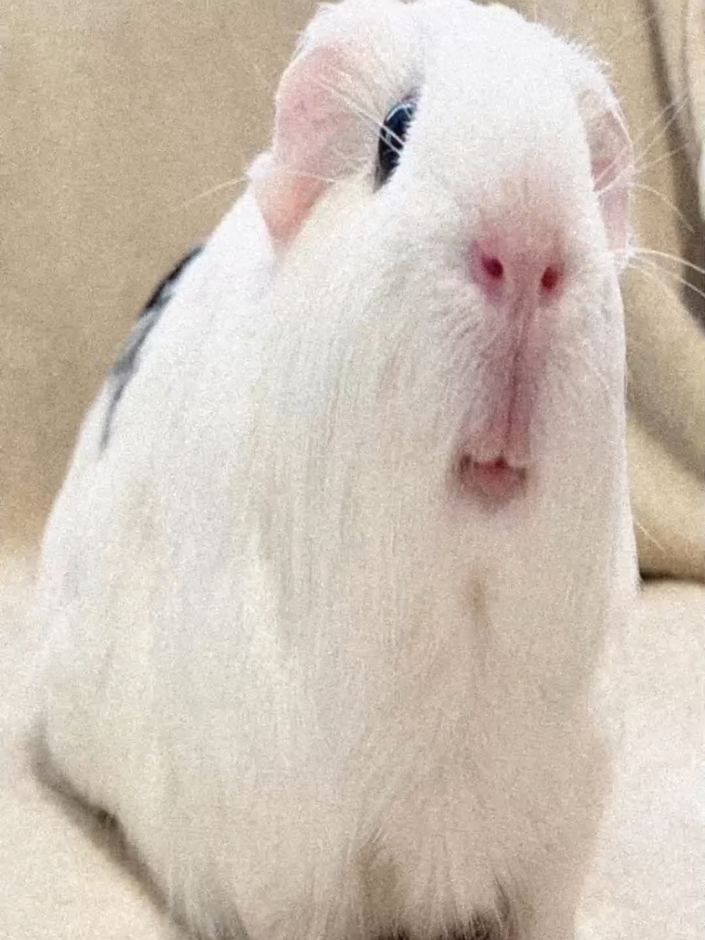 #guineapig #ツ 