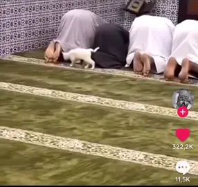 #offer #prayer #muslim #mosque #islam #prayerhouse #cat #beautiful #cat #balls تقديم الصلاةمسلم #مسجد الإسلام #الصلاة##   البيت#قطة #قطة #جميلة #كرات# #fun #funny #medinah #mekkah #amsterdam #barcelona #madrid #paris #oslo #brussels 