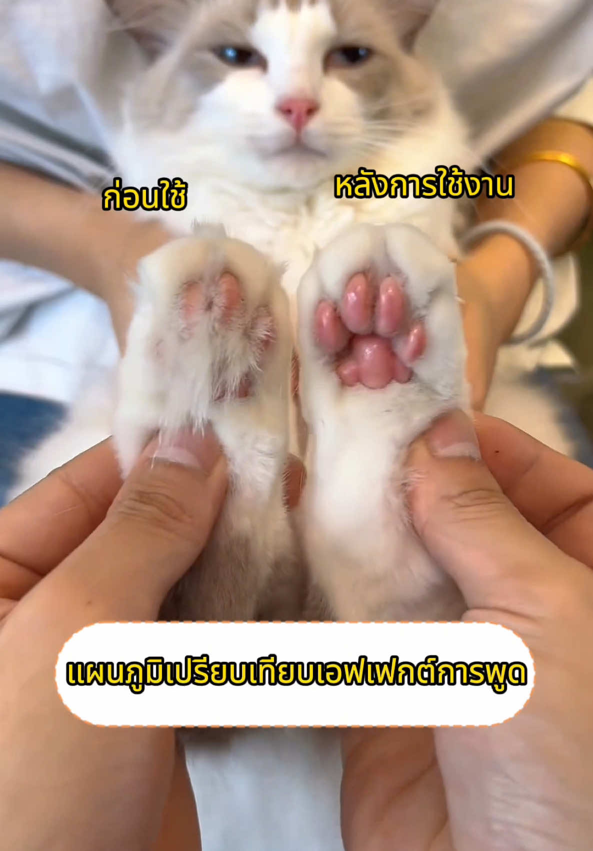 เพื่อสุขภาพที่ดีของน้องแมว ควรตัดประจำ ##ปัตตาเลี่ยนตัดขนอุ้งเท้า##ตัดขนอุ้งเท้า##ตัดขนแมว#ตัดขนหมา #สัตว์เลี้ยงtiktok ##มีลูกเป็นหมา##ปัตตาเลี่ยนไร้สาย#ปัตตาเลี่ยนตัดขนสุนัข ##ดูแลหมา##ดูแลสัตว์เลี้ยง##ปัตตาเลี่ยนตัดขนอุ้งเท้า##ตัดขนอุ้งเท้า#ตัดขนแมว