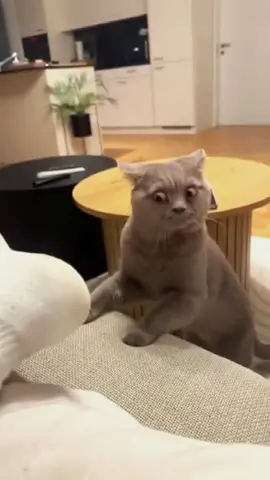 Try not to laugh 😂😂😂 #animals #funny #pet #dog #funnyanimals #funnyvideos #haha #dogsoftiktok #cat #funnypets #PetsOfTikTok 