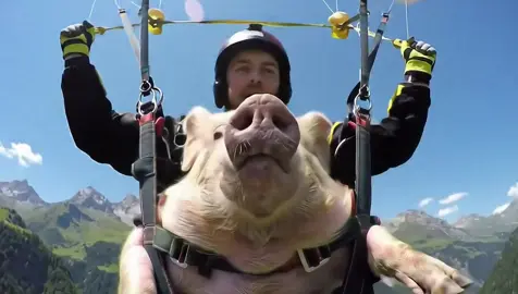 Flying Pig in the Sky#pig #animalsoftiktok #parachute #fyp 