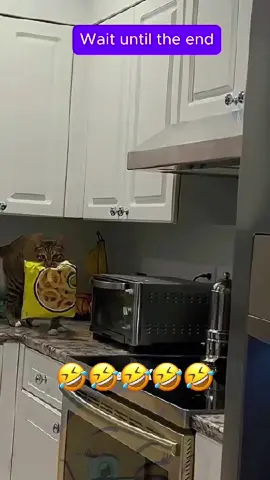 Wait until the end! #voiceover #talkingdog #talkingcat #talkinganimals #dogsoftiktok #catsoftiktok #animalsoftiktok #PetsOfTikTok #funnyvideo #funnyanimals #funnypets #viralvideo #foryou 