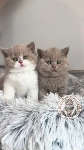 Pretty little babies 🥹 #kitten #kittensoftiktok #fyp #fawnbritishshorthair #britishshorthair #cats #cutekitten 