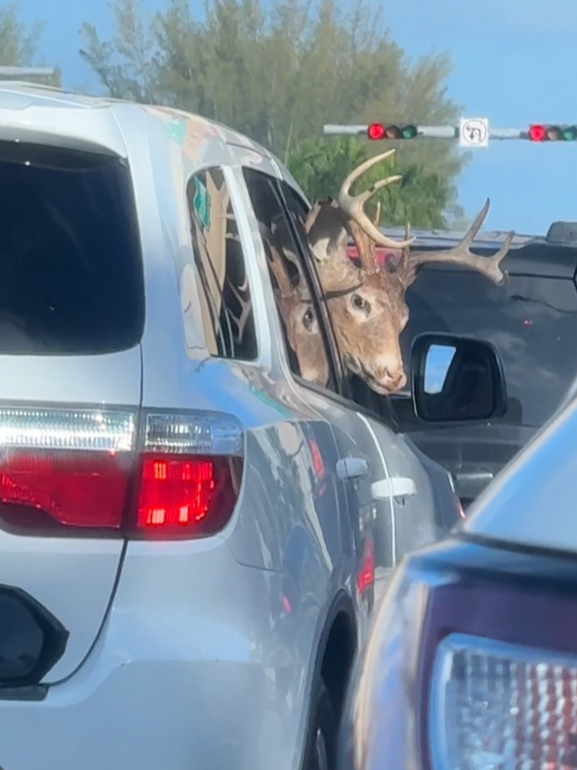 Hanging out the passenger side of his best friend's ride, trying to holla at me 🦌 Filmed by Ayleen Wolfe, licensed by ViralHog