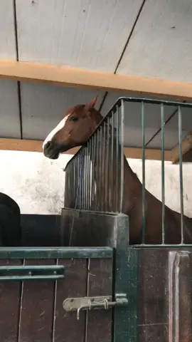 On her tippy toes 🩰 - - - #fyp #foryoupagе #equestrian #horse #horsesoftiktok #horsetok #horsegirl #trending #paard #paardentiktok #paardenmeisje #voorjou #voorjouwpagina #trendingvideos #viral #viralvideos #manege #trendingsound #spionero #spying #spion