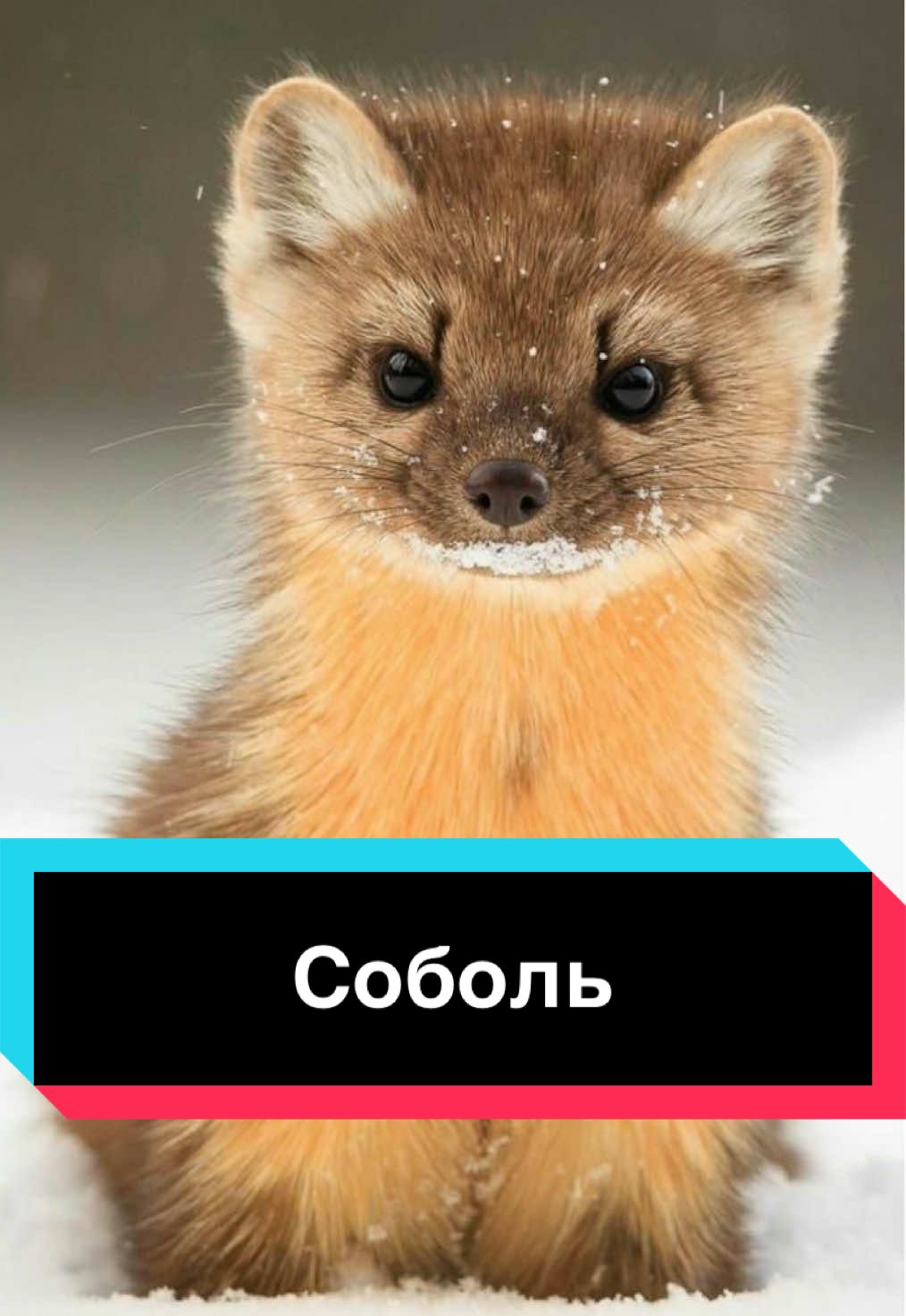 #sable #соболь #животные #animal #fyp #animalsoftiktok #интересныефакты #wildanimals #дикиеживотные #смешныеживотные #funnytiktok #собольдома #питомец #любимец #грызун 