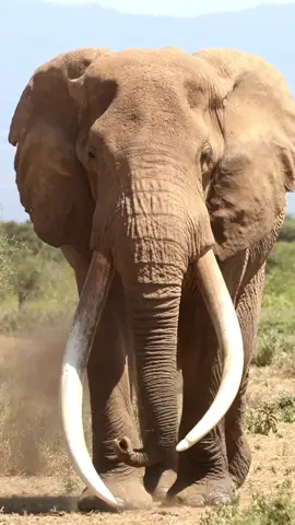 Meet Craig, a rare tusker who has roamed Amboseli for over 50 years. But his journey is at risk. Poachers, human-wildlife conflict, and development are threatening his home and the future of all elephants in Amboseli. Craig's survival depends on protecting his habitat and the paths he roams. Learn more about how we’re protecting Craig and his family.  Biglife.org 📹: Joshua Clay #elephantconservation #elephant #wildlife #kenya #amboseli #biglife #biglifefoundation #conservation