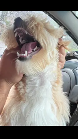 #cocobb❤️😍🐾 