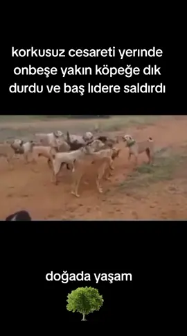 doğada yaşamın sahmesı