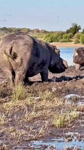 Hippo pooped 💩. #animals #wildlife #hippo 