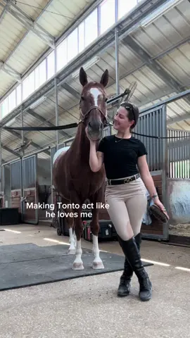 Perfecting my trot to prepare for a canter 🫶🏼 #horse #horseback #englishriding #equestrian #hunterjumper #begginer #canter #trot #postingtrot 