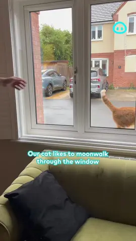 Moonwalk? Bet 🐾 🐈 Our three-year-old cat Garfield Beans McFloofington loves reversing into the house through our living room window. Filmed by @beans_mcfloofingt, licensed by ViralHog